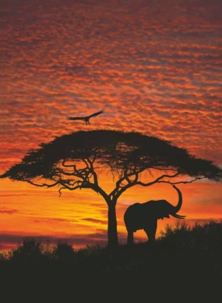 Fototapete 194 x 270 cm - 4-051 African Sunset – versandkostenfrei in D*